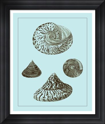 Framed Tinted Shells on Aqua IV Print