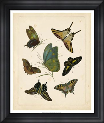 Framed Antique Entomology I Print