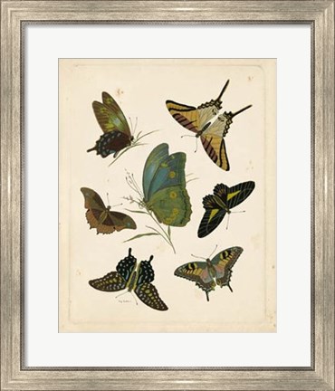Framed Antique Entomology I Print