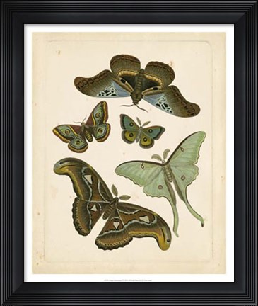 Framed Antique Entomology II Print