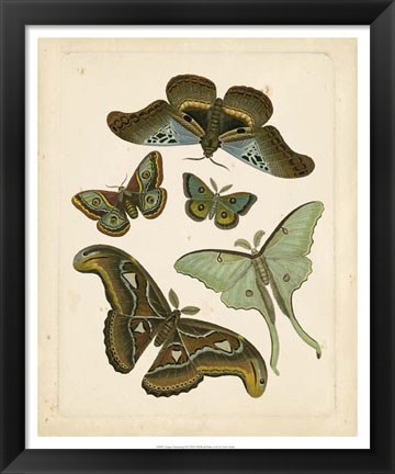 Framed Antique Entomology II Print