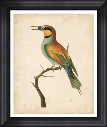 Framed Tropical Bird I Print