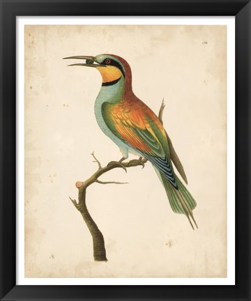 Framed Tropical Bird I Print