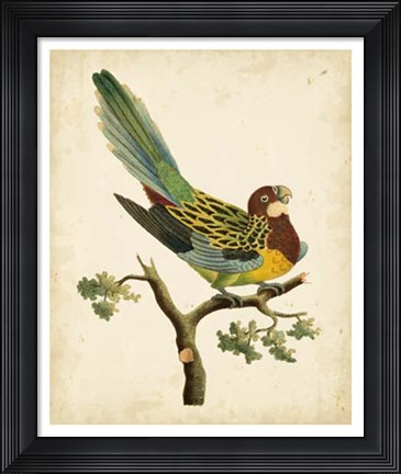 Framed Tropical Bird II Print