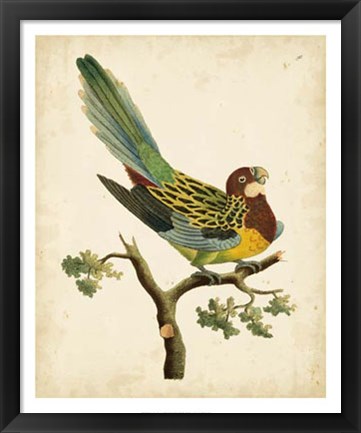 Framed Tropical Bird II Print