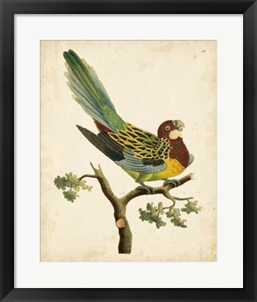 Framed Tropical Bird II Print