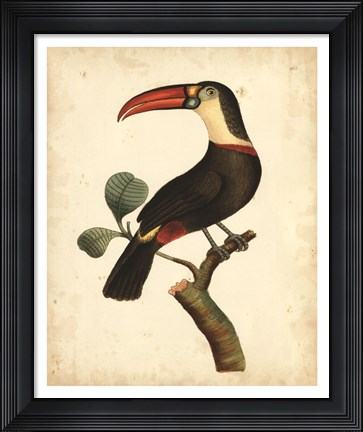 Framed Tropical Bird III Print