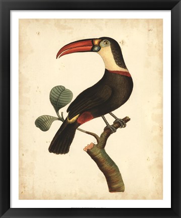Framed Tropical Bird III Print