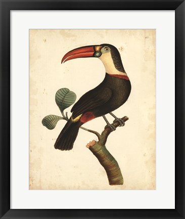 Framed Tropical Bird III Print