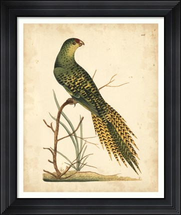 Framed Tropical Bird IV Print
