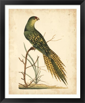Framed Tropical Bird IV Print