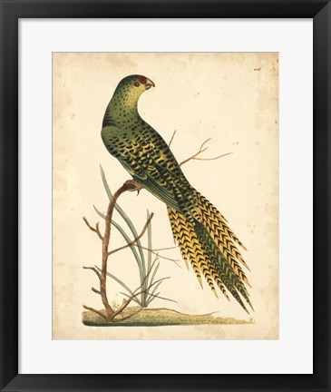 Framed Tropical Bird IV Print