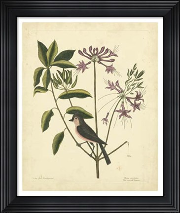 Framed Bird &amp; Botanical I Print