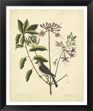 Framed Bird &amp; Botanical I Print