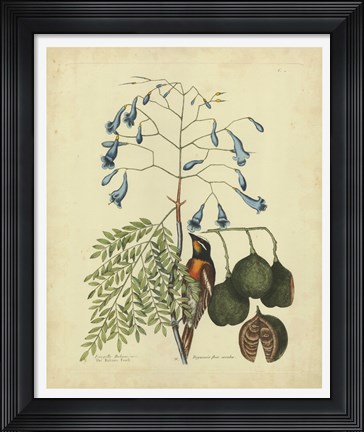 Framed Bird &amp; Botanical II Print