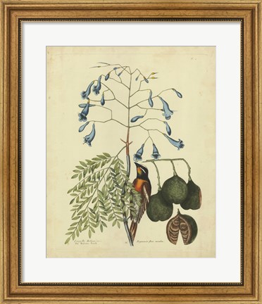 Framed Bird &amp; Botanical II Print