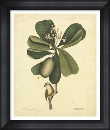 Framed Bird &amp; Botanical III Print