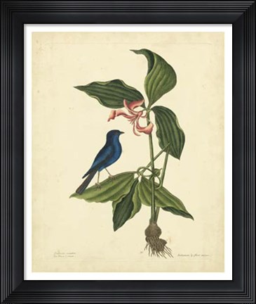 Framed Bird &amp; Botanical IV Print