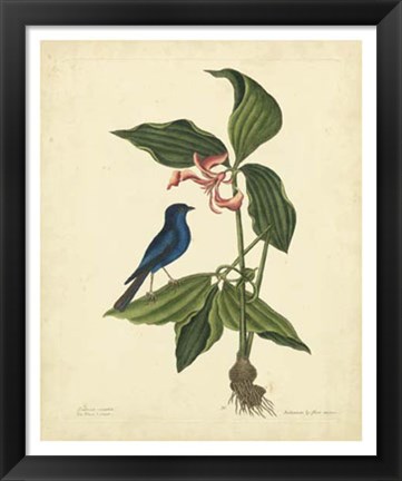 Framed Bird &amp; Botanical IV Print