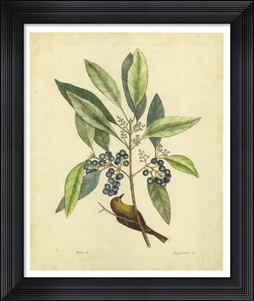 Framed Bird &amp; Botanical V Print