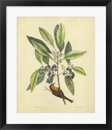 Framed Bird &amp; Botanical V Print