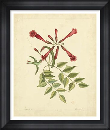 Framed Bird &amp; Botanical VI Print