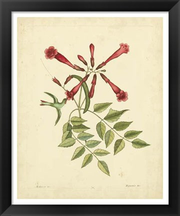 Framed Bird &amp; Botanical VI Print
