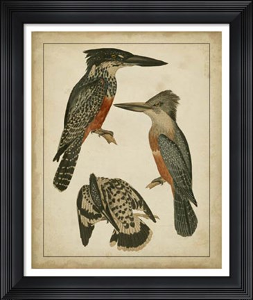 Framed Vintage Kingfishers I Print