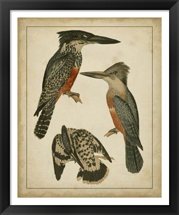 Framed Vintage Kingfishers I Print
