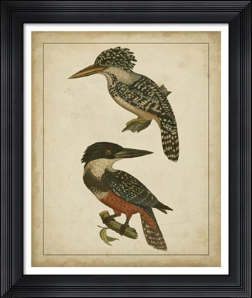 Framed Vintage Kingfishers II Print