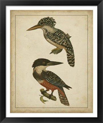 Framed Vintage Kingfishers II Print