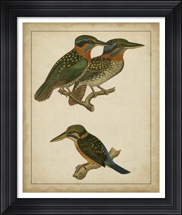 Framed Vintage Kingfishers III Print
