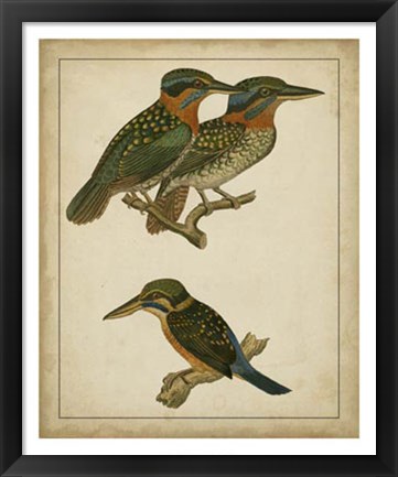 Framed Vintage Kingfishers III Print