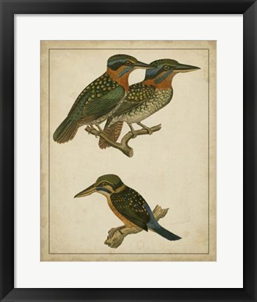 Framed Vintage Kingfishers III Print