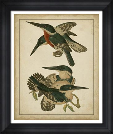 Framed Vintage Kingfishers IV Print