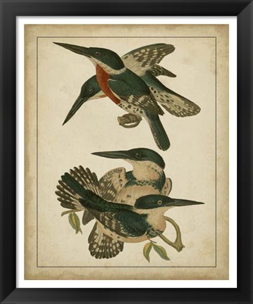 Framed Vintage Kingfishers IV Print