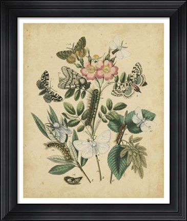 Framed Butterfly Stages I Print