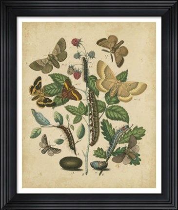Framed Butterfly Stages II Print