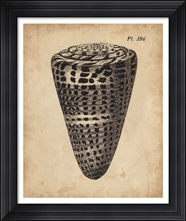 Framed Vintage Diderot Shell I Print