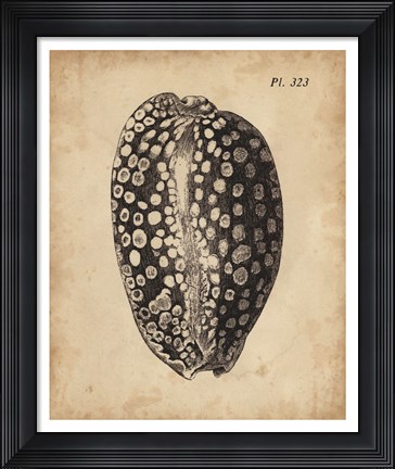Framed Vintage Diderot Shell II Print