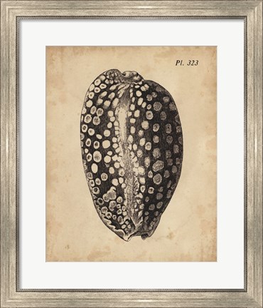 Framed Vintage Diderot Shell II Print
