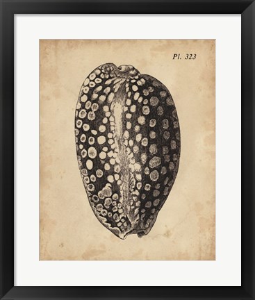 Framed Vintage Diderot Shell II Print