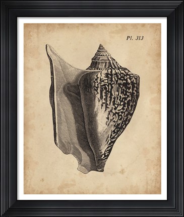 Framed Vintage Diderot Shell III Print
