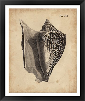 Framed Vintage Diderot Shell III Print