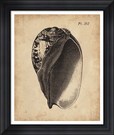 Framed Vintage Diderot Shell IV Print