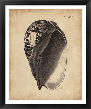 Framed Vintage Diderot Shell IV Print