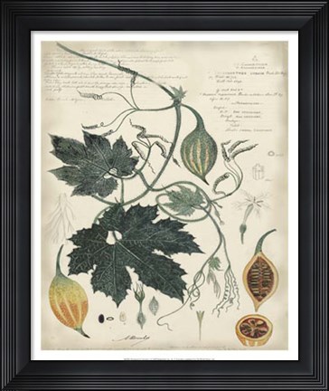 Framed Botanical by Descube I Print
