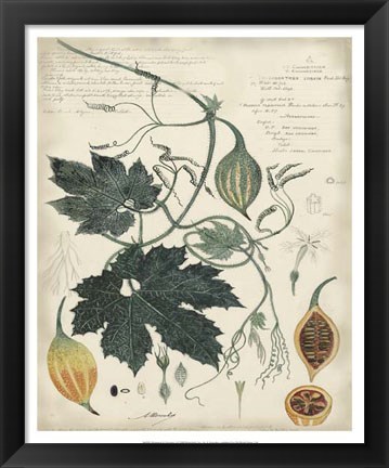 Framed Botanical by Descube I Print