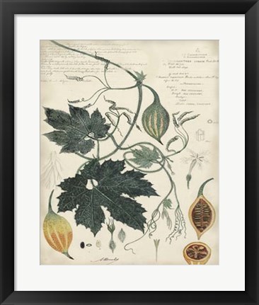 Framed Botanical by Descube I Print