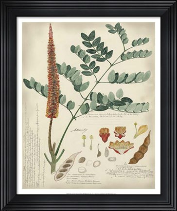 Framed Botanical by Descube II Print